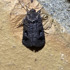 Thoracolopha verecunda at Jerrabomberra, NSW - suppressed