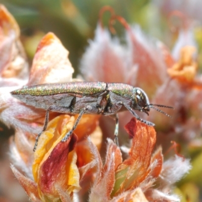 Melobasis propinqua (Propinqua jewel beetle) at Endeavour Reserve (Bombala) - 11 Oct 2023 by Harrisi