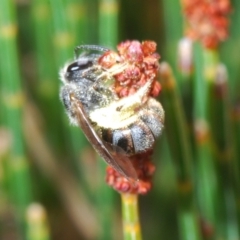Lasioglossum (Chilalictus) sp. (genus & subgenus) (Halictid bee) at Bombala, NSW - 11 Oct 2023 by Harrisi