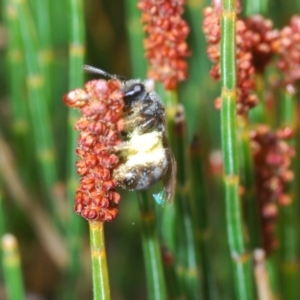 Lasioglossum (Chilalictus) sp. (genus & subgenus) at Bombala, NSW - 11 Oct 2023