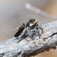 Maratus proszynskii (Peacock spider) at Bombala, NSW - 11 Oct 2023 by Harrisi