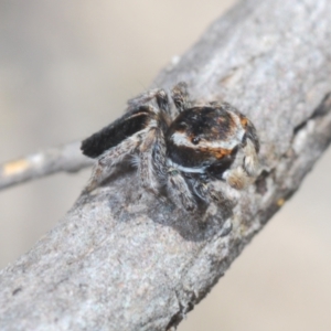 Maratus proszynskii at Bombala, NSW - 11 Oct 2023