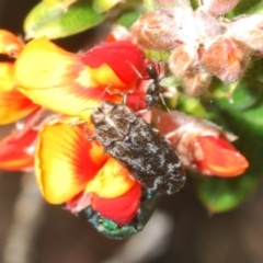 Ethonion reichei (A jewel beetle) at Bombala, NSW - 11 Oct 2023 by Harrisi