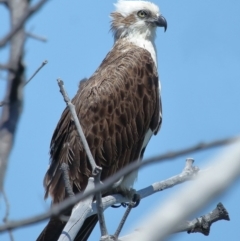 Pandion haliaetus (Osprey) at Point Lookout, QLD - 11 Oct 2023 by TimL