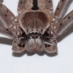 Holconia immanis (Grey Huntsman) at Wellington Point, QLD - 13 Oct 2023 by TimL