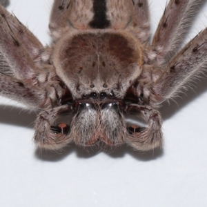 Holconia immanis at Wellington Point, QLD - suppressed