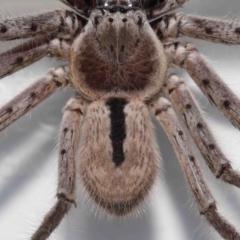 Holconia immanis at Wellington Point, QLD - suppressed
