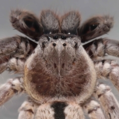 Holconia immanis at Wellington Point, QLD - suppressed