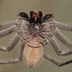 Holconia immanis at Wellington Point, QLD - suppressed