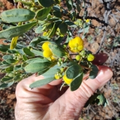 Senna artemisioides (Silver Senna, Silver Cassia) at Eromanga, QLD - 27 Jul 2023 by LyndalT