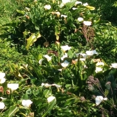 Zantedeschia aethiopica (Arum Lily) at Pambula, NSW - 11 Oct 2023 by michaelb