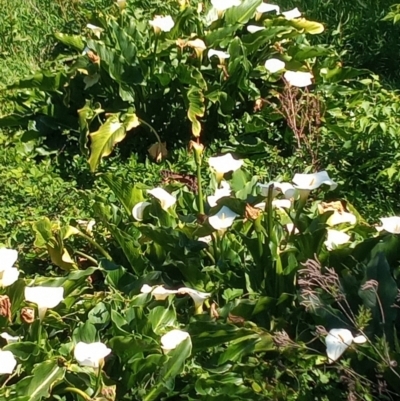 Zantedeschia aethiopica (Arum Lily) at Pambula, NSW - 11 Oct 2023 by MichaelBedingfield