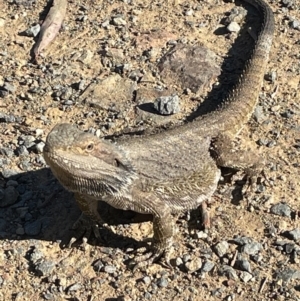 Pogona barbata at Hackett, ACT - 11 Oct 2023