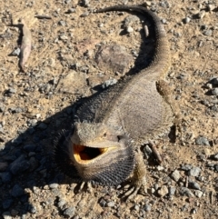 Pogona barbata at Hackett, ACT - 11 Oct 2023