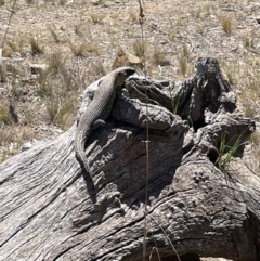 Egernia cunninghami (Cunningham's Skink) at Hackett, ACT - 28 Sep 2023 by JaneR