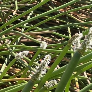 Eleocharis sphacelata at Hackett, ACT - 13 Oct 2023