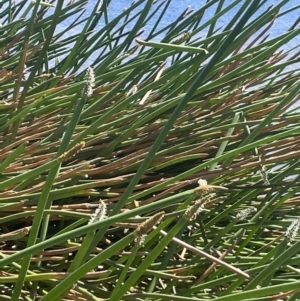 Eleocharis sphacelata at Hackett, ACT - 13 Oct 2023