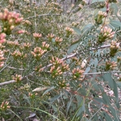 Calytrix tetragona (Common Fringe-myrtle) at Stromlo, ACT - 13 Oct 2023 by JimL