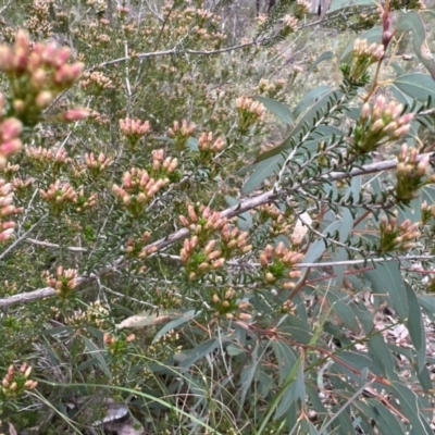 Calytrix tetragona (Common Fringe-myrtle) at Stromlo, ACT - 14 Oct 2023 by JimL