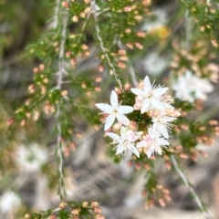 Calytrix tetragona at Stromlo, ACT - 14 Oct 2023 08:51 AM