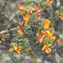 Pultenaea procumbens (Bush Pea) at Stromlo, ACT - 14 Oct 2023 by JimL