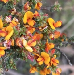 Pultenaea procumbens at Stromlo, ACT - 14 Oct 2023