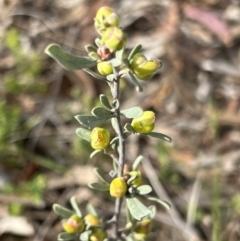 Hibbertia obtusifolia (Grey Guinea-flower) at Stromlo, ACT - 13 Oct 2023 by JimL