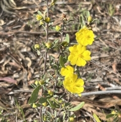 Hibbertia obtusifolia at Stromlo, ACT - 14 Oct 2023 08:37 AM