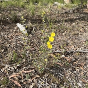 Hibbertia obtusifolia at Stromlo, ACT - 14 Oct 2023