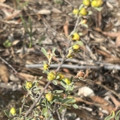 Hibbertia obtusifolia at Stromlo, ACT - 14 Oct 2023