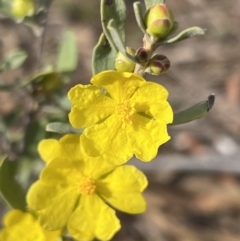 Hibbertia obtusifolia at Stromlo, ACT - 14 Oct 2023