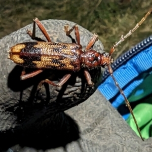 Phoracantha synonyma at Majura, ACT - 13 Oct 2023