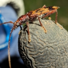 Phoracantha synonyma at Majura, ACT - 13 Oct 2023