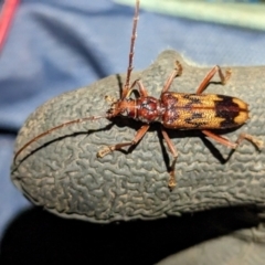 Phoracantha synonyma at Majura, ACT - 13 Oct 2023