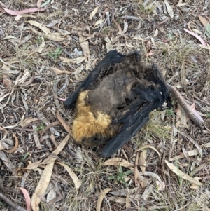 Pteropus poliocephalus at Higgins, ACT - 14 Oct 2023 09:02 AM