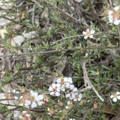 Gaudium multicaule (Teatree) at Stromlo, ACT - 14 Oct 2023 by JimL