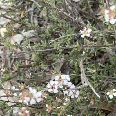 Gaudium multicaule (Teatree) at Stromlo, ACT - 13 Oct 2023 by JimL