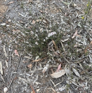 Gaudium multicaule at Stromlo, ACT - 14 Oct 2023