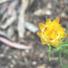 Xerochrysum viscosum (Sticky Everlasting) at Stromlo, ACT - 14 Oct 2023 by JimL