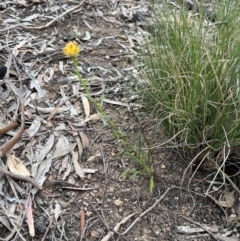 Xerochrysum viscosum at Stromlo, ACT - 14 Oct 2023