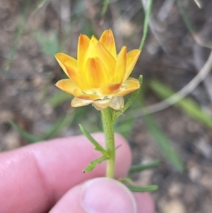 Xerochrysum viscosum at Stromlo, ACT - 14 Oct 2023 09:12 AM