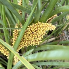 Lomandra longifolia (Spiny-headed Mat-rush, Honey Reed) at Stromlo, ACT - 14 Oct 2023 by JimL