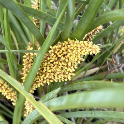 Lomandra longifolia (Spiny-headed Mat-rush, Honey Reed) at Stromlo, ACT - 13 Oct 2023 by JimL