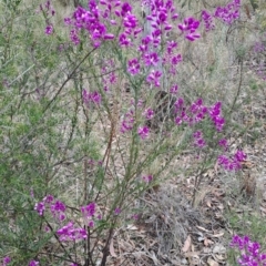 Comesperma ericinum (Heath Milkwort) at Carwoola, NSW - 14 Oct 2023 by LPadg