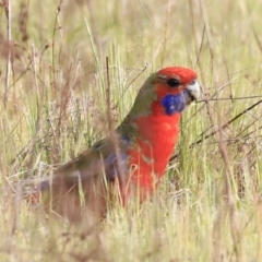 Platycercus elegans (Crimson Rosella) at Denman Prospect, ACT - 14 Oct 2023 by JimL