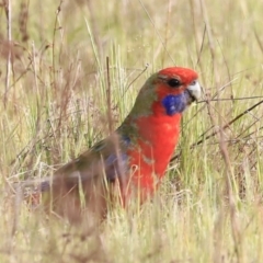 Platycercus elegans (Crimson Rosella) at Denman Prospect, ACT - 13 Oct 2023 by JimL