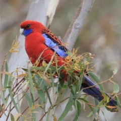 Platycercus elegans (Crimson Rosella) at Denman Prospect, ACT - 13 Oct 2023 by JimL