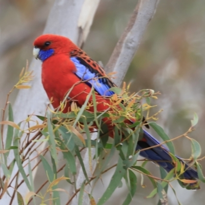 Platycercus elegans (Crimson Rosella) at Denman Prospect, ACT - 13 Oct 2023 by JimL