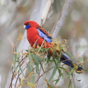 Platycercus elegans at Denman Prospect, ACT - 14 Oct 2023