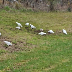 Cacatua galerita at O'Malley, ACT - 14 Oct 2023